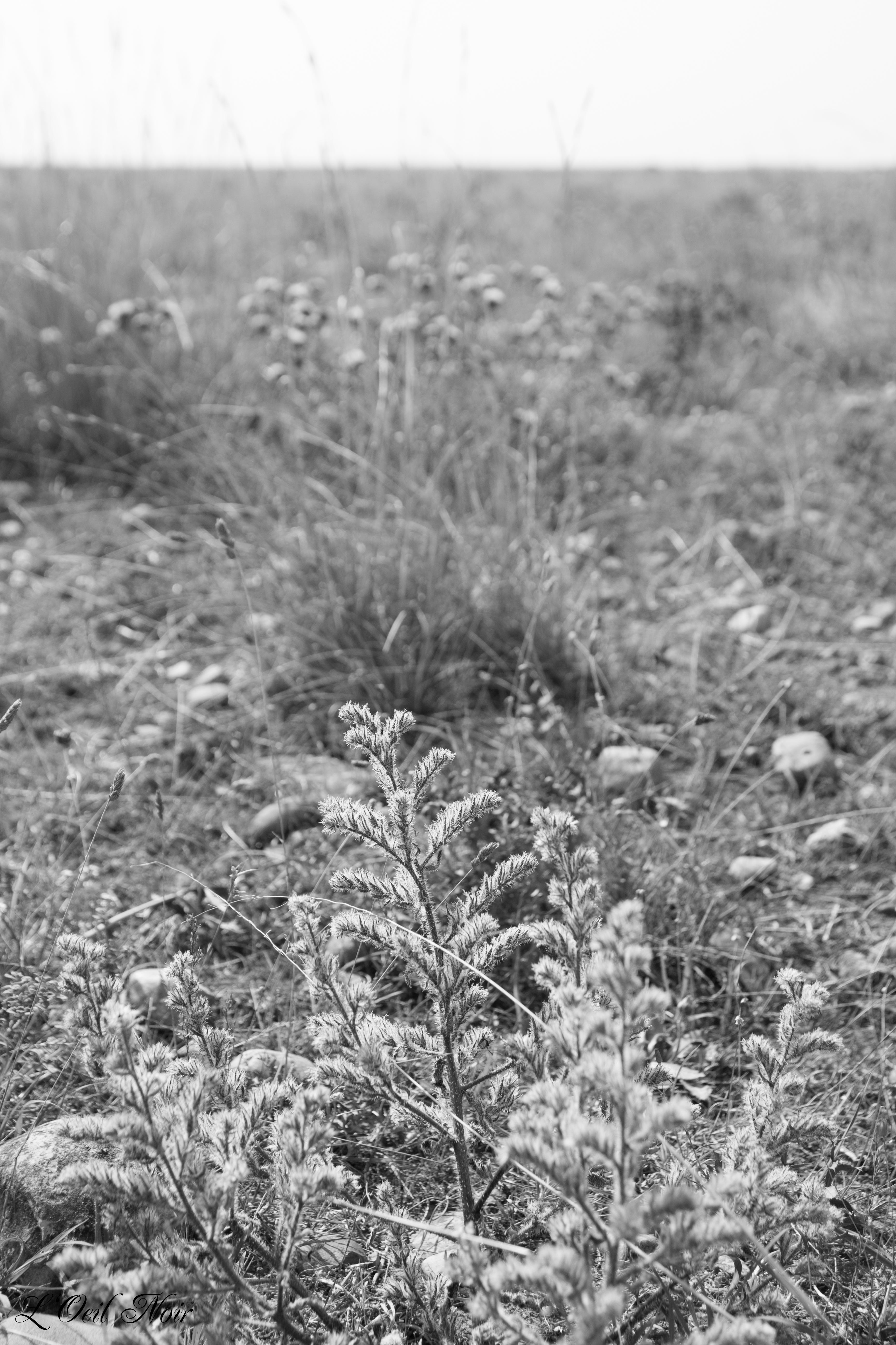 L' Oeil Noir Photographe